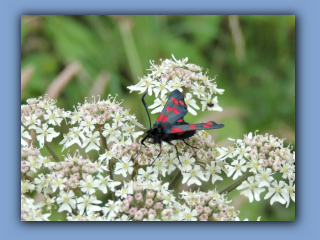 Six-spotted Burnet moth in Hetton Lyons Country Park 1st July 2020.jpg